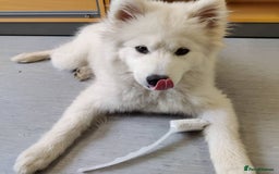 Samoyed dogs for sale: Lovely Samoyed Puppy For Rehome - Image 3
