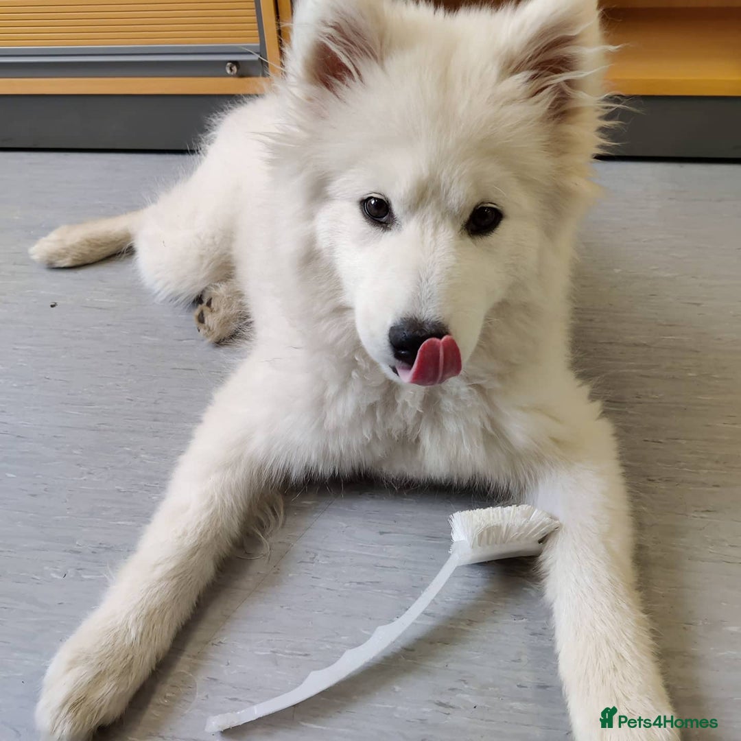 Samoyed dogs for sale: Lovely Samoyed Puppy For Rehome - Image 3