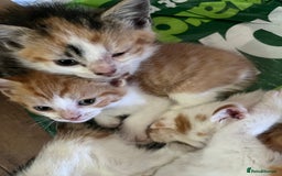 Mixed Breed cats for sale: Mixed litter  - Image 4