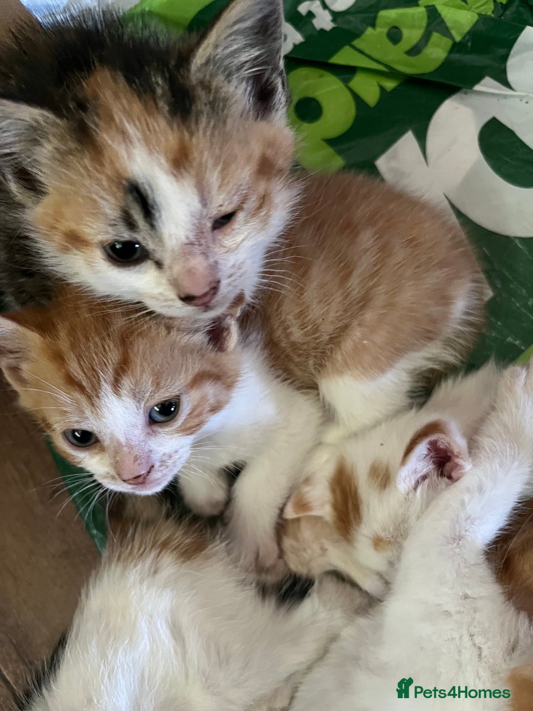 Mixed Breed cats for sale: Mixed litter  - Image 4