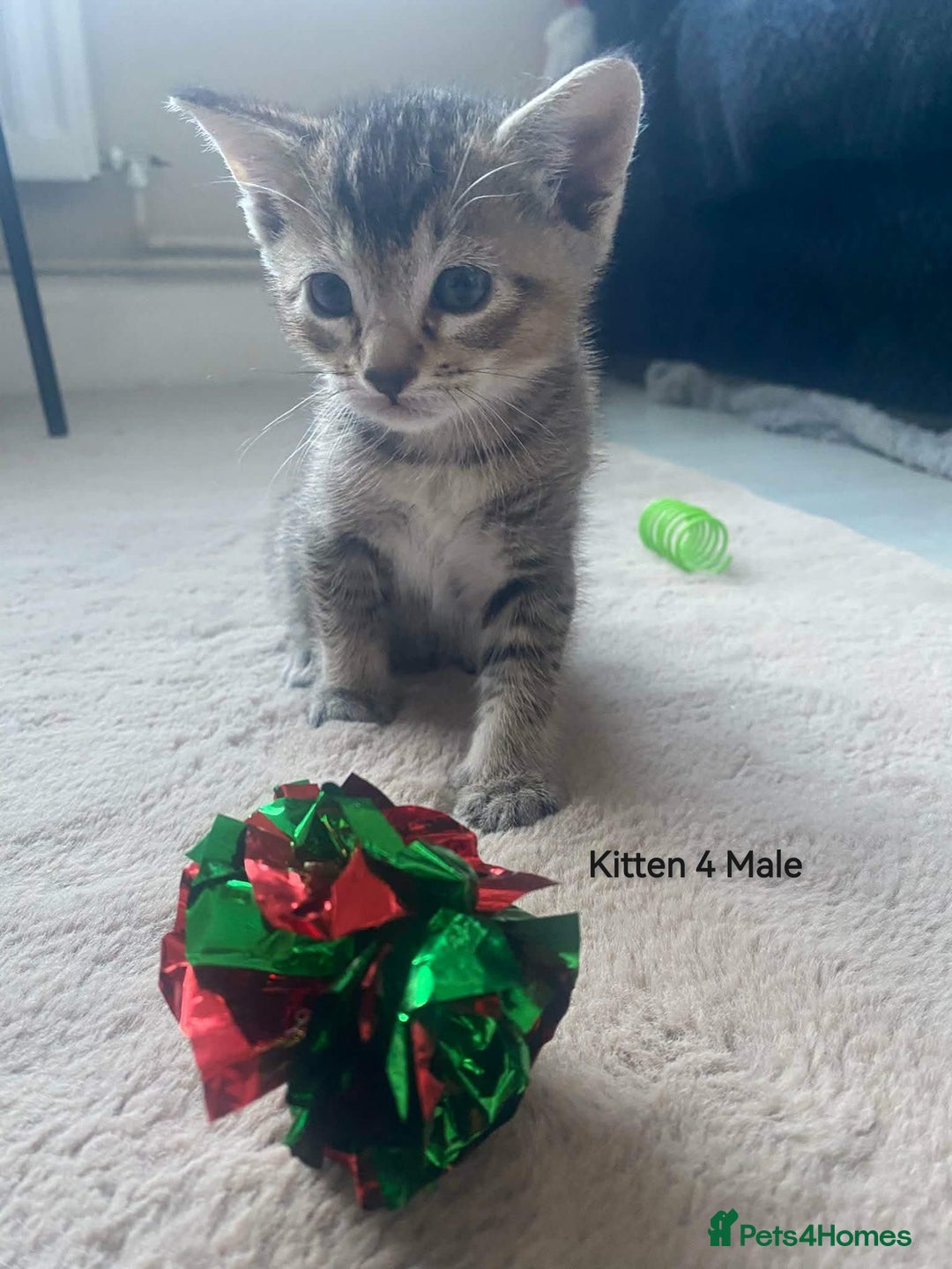 Mixed Breed cats for sale: Siamese Bengal mix kittens  - Advert 17