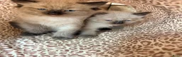Ragdoll cats for sale: Stunning ragdoll kittens ready now  - Advert 9