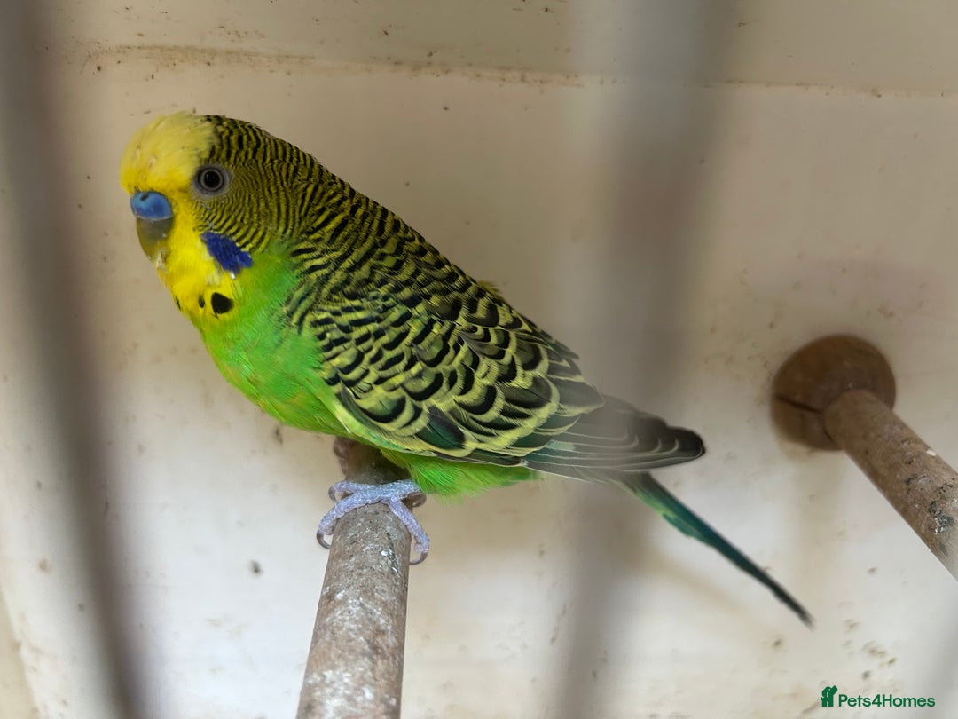 Budgerigars birds for sale: BUDGIES FOR SALE, all in good health - Image 9