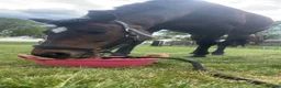 English Thoroughbred horses for sale: Sienna - 15.2hh, 10yo TB MARE in Corby - Advert 19