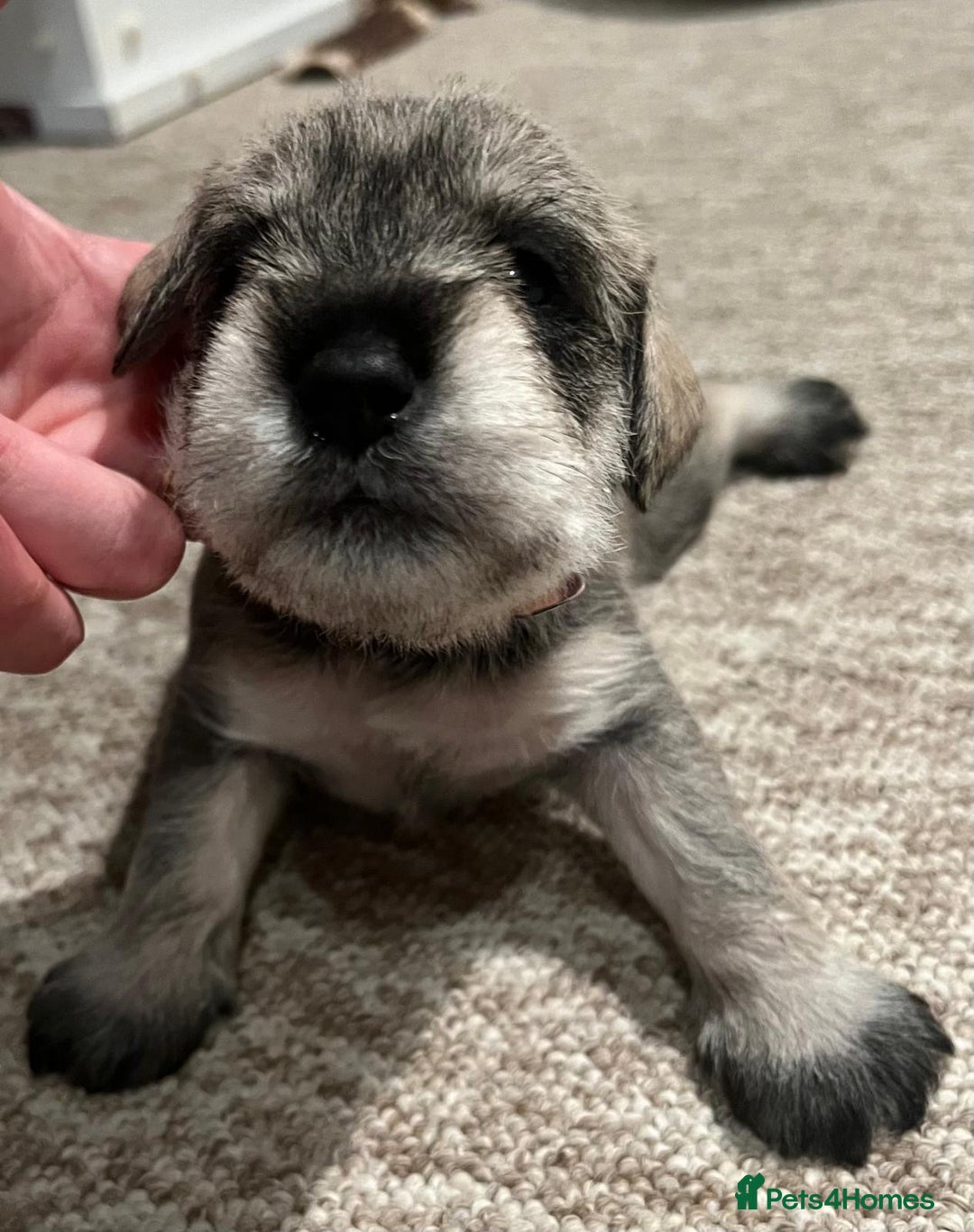 Miniature Schnauzer dogs for sale: beautiful litter  of miniature schnauzers - Advert 6