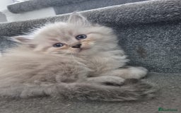 Ragdoll cats for stud: Ragdoll for stud  in Goole - Image 14