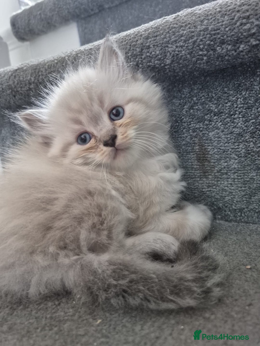 Ragdoll cats for stud: Ragdoll for stud  in Goole - Image 14