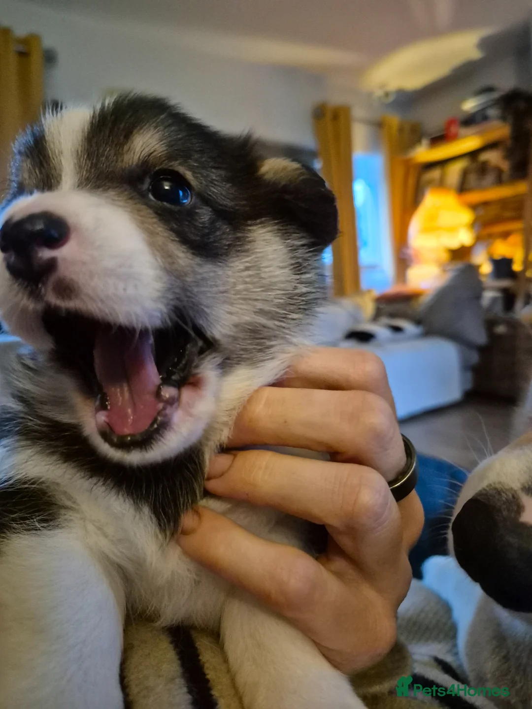 Welsh Corgi Pembroke dogs for sale: KC registered, tricolour boy, Pembrokeshire corgi  in Cardigan - Advert 2