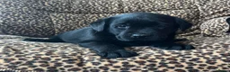 Labrador Retriever dogs for sale: 0/0 hips KC reg Health tested chunky 🐶  - Advert 4