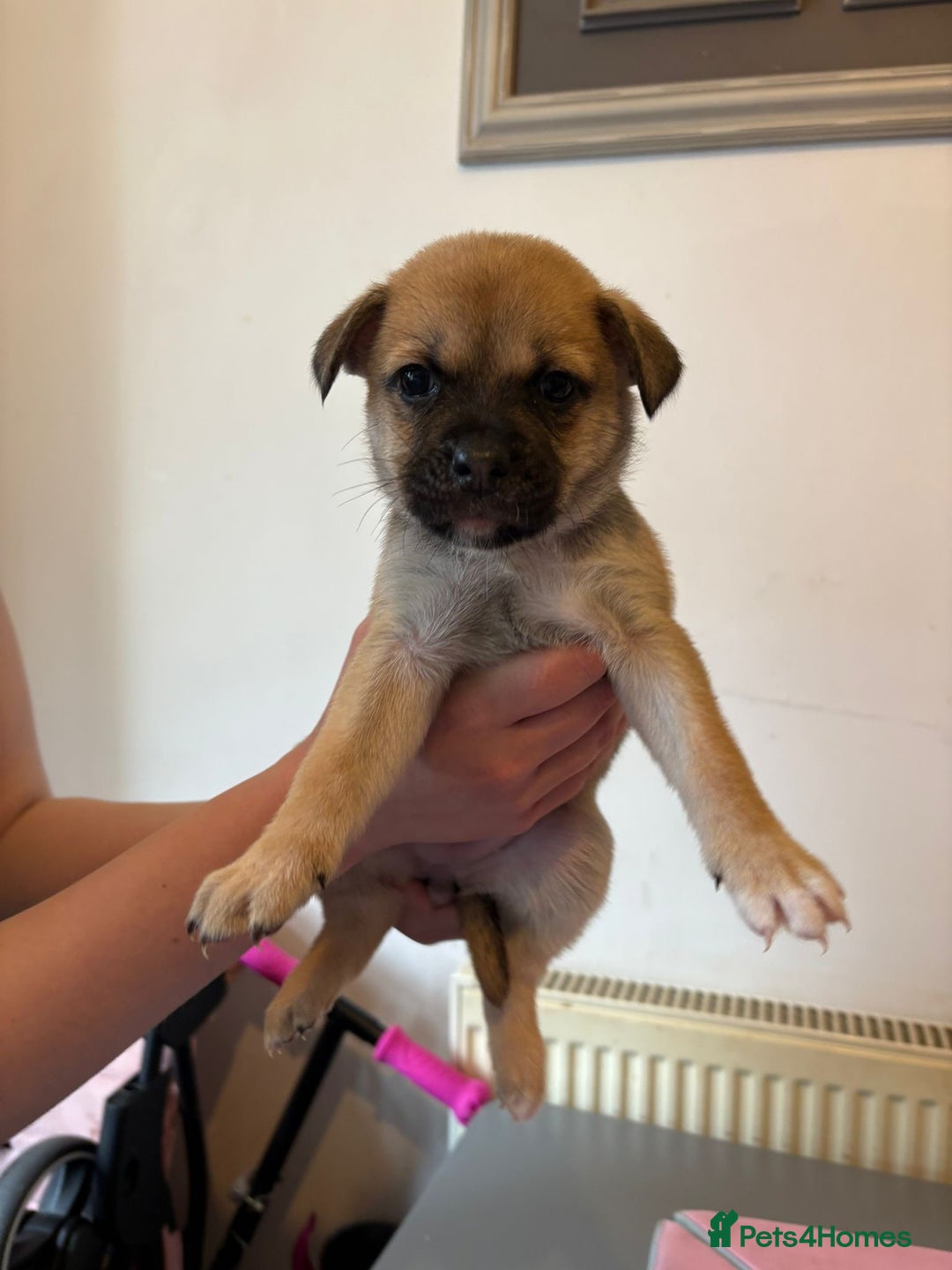 Mixed Breed dogs for sale: 2 boys 1 girl  - Image 6
