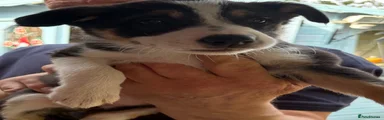 Border Collie Puppy 1