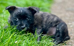 Mixed Breed dogs for sale: Weeranian Pups - Image 10