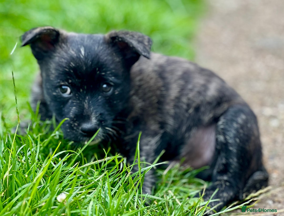 Mixed Breed dogs for sale: Weeranian Pups - Image 10