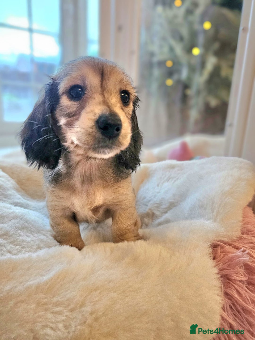 Miniature Dachshund dogs for sale: Beautiful  kc reg shaded cream girl - Advert 6