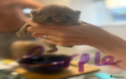 British Shorthair cats for sale: British shorthair kittens  - Image 10