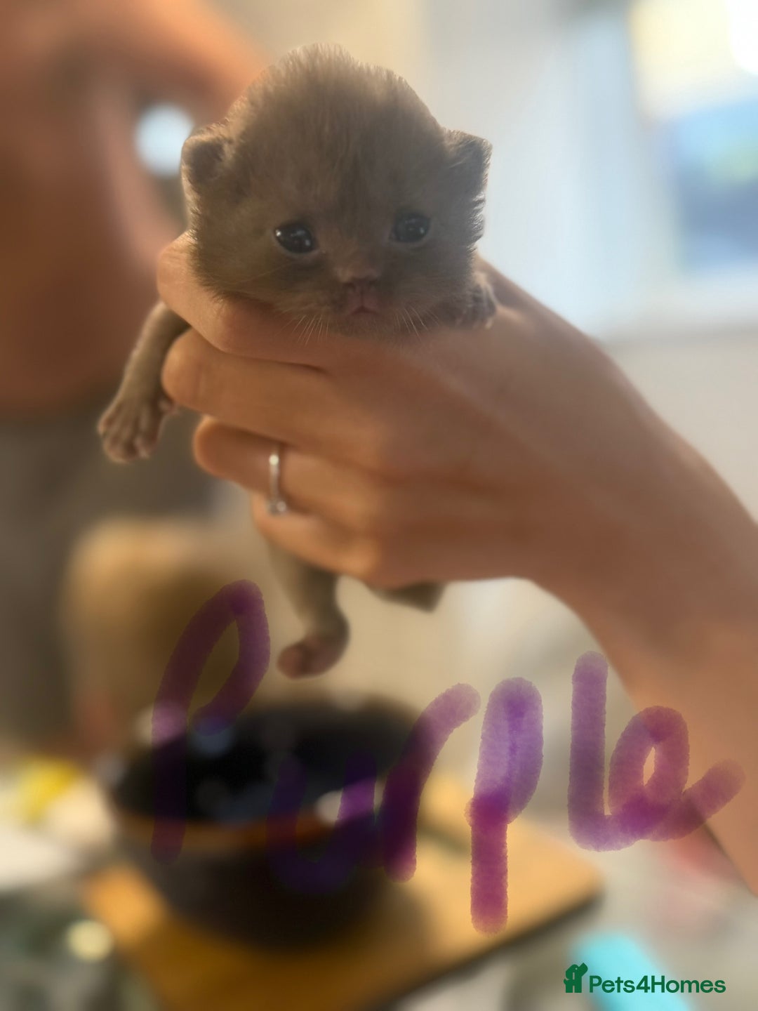British Shorthair cats for sale: British shorthair kittens  - Image 10