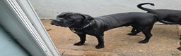 Rottweiler dogs for sale: 2 female rottweiler pups - Advert 15