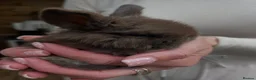 Mini Lop rabbits for sale: Gorgeous Pure Bred Mini Lops  - Advert 2