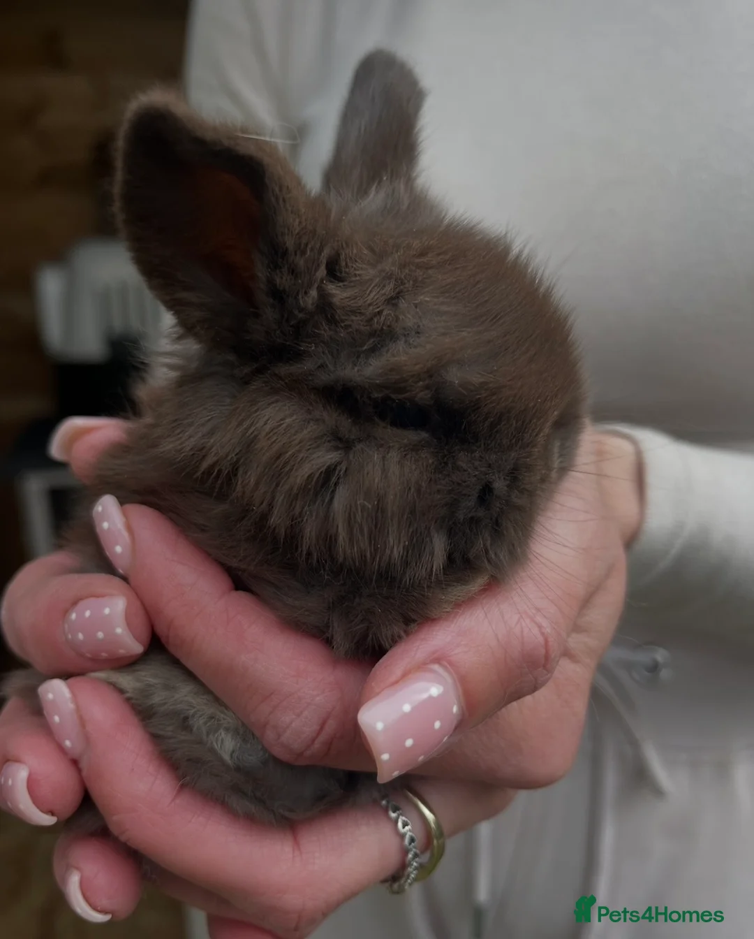 Mini Lop rabbits for sale: Gorgeous Pure Bred Mini Lops  - Advert 2