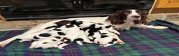 English Springer Spaniel dogs for sale: Gorgeous KC Springer Spaniels will excellent lines in Whitby - Advert 7