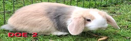Mini Lop rabbits for sale: Mini Lop Rabbits **Ready to leave 12th May** - Advert 4