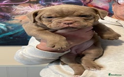 Olde English Bulldogge dogs for sale: Old English bulldogs “NEBBR “ regstd - Image 8