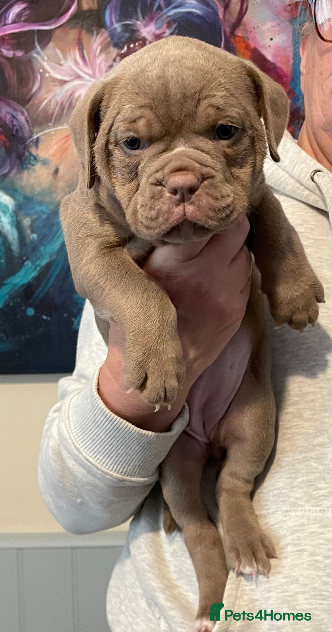 Olde English Bulldogge dogs for sale: Old English bulldogs “NEBBR “ regstd - Image 8