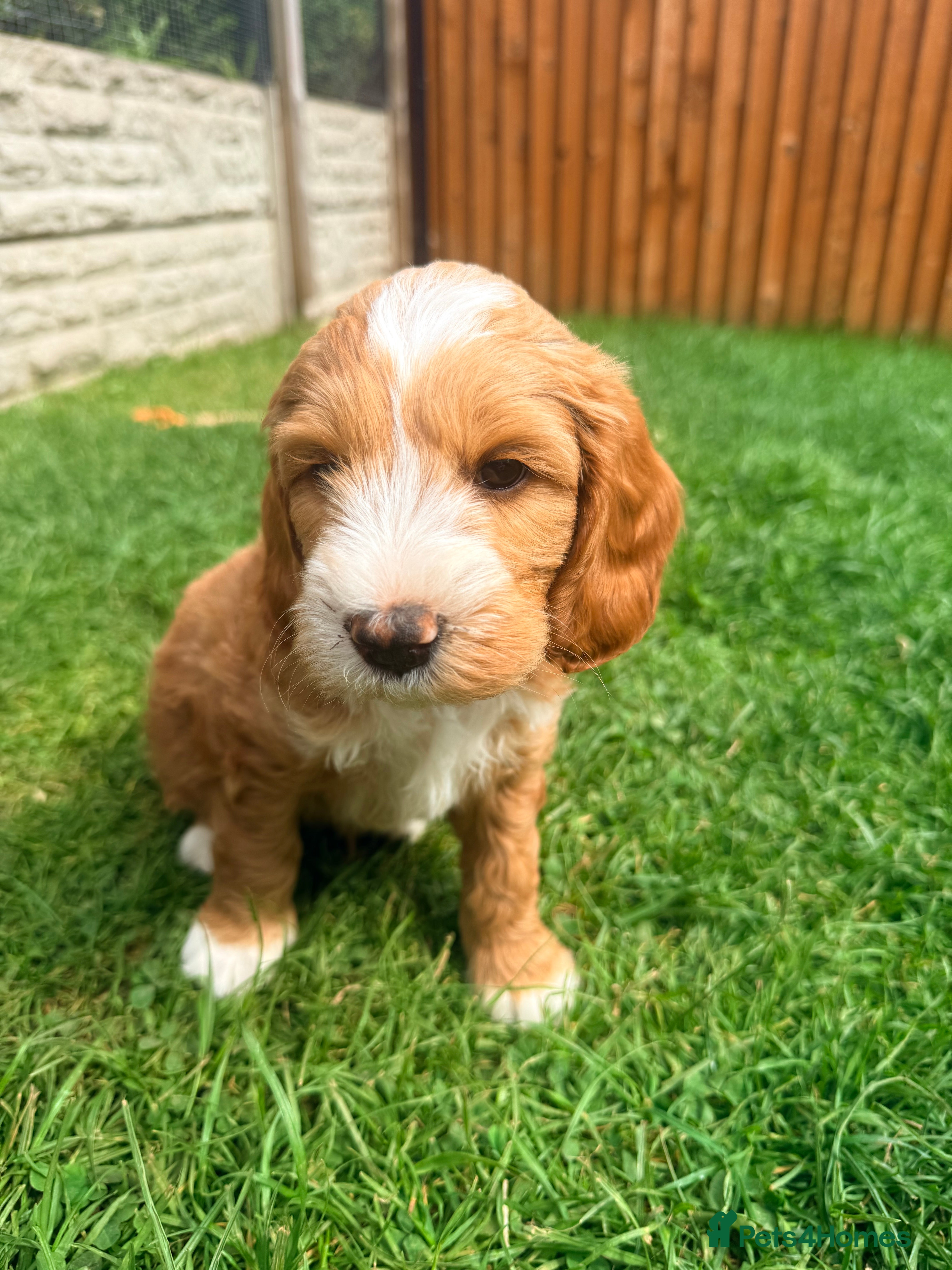 Australian Labradoodle dogs Australian Labradoodle Puppies- Health tested - Advert 2