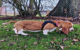 Basset Hound dogs for sale: Basset Hound Girl - Image 2