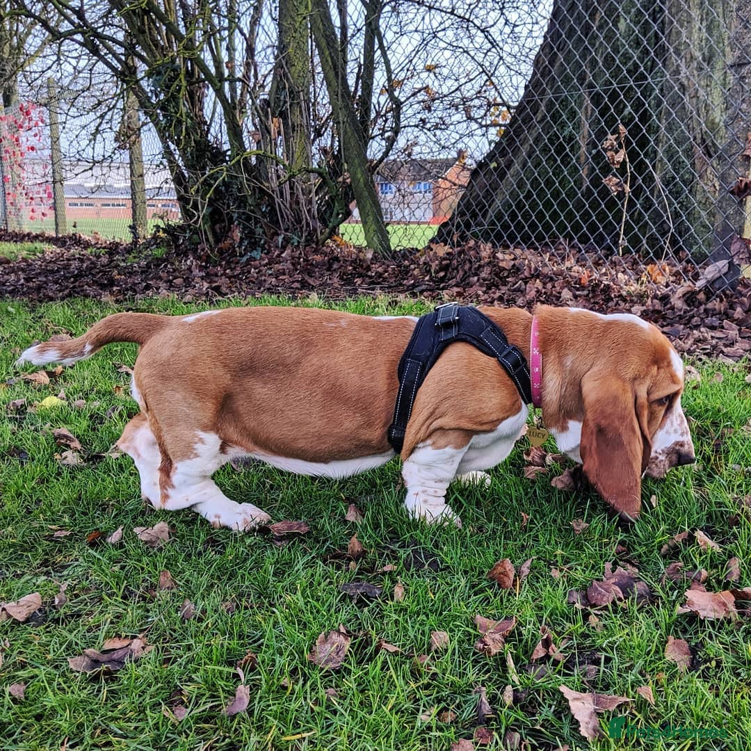Basset Hound dogs for sale: Basset Hound Girl - Image 2
