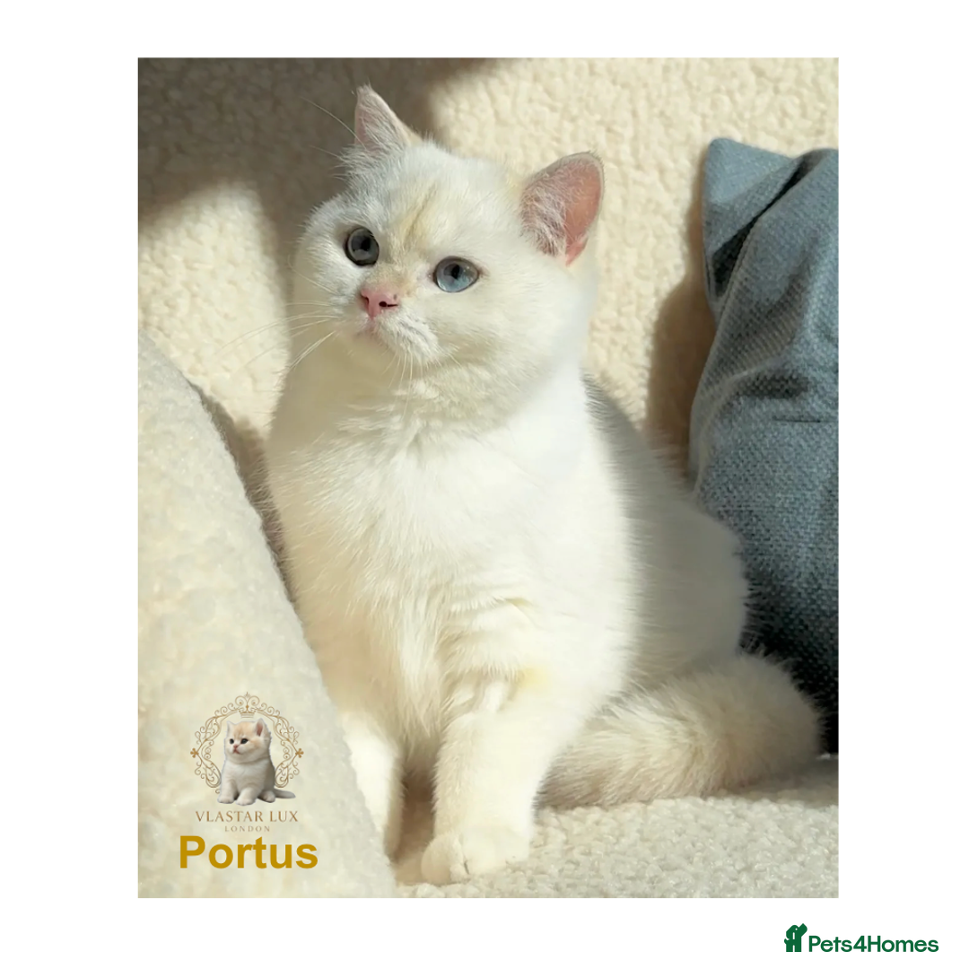 British Shorthair cats for sale: World Class Golden BSH/BLH Chinchilla, Shaded & CP - Image 7