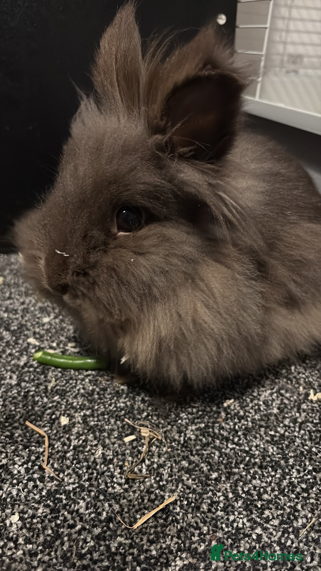 Lionhead rabbits for sale: Mini lion head for sale  - Advert 1