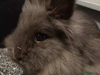 Lionhead rabbits Mini lion head for sale - Advert 2
