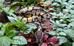Python Snake reptiles for sale: Mixture of Royal Pythons, Corn Snakes, Sand Boa - Image 3