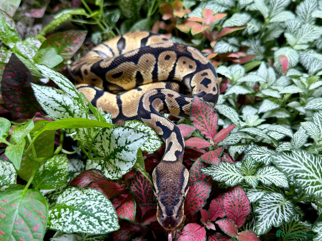 Python Snake reptiles for sale: Mixture of Royal Pythons, Corn Snakes, Sand Boa - Image 3