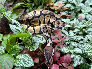 Python Snake reptiles Royal Pythons & Corn Snakes - Advert 20