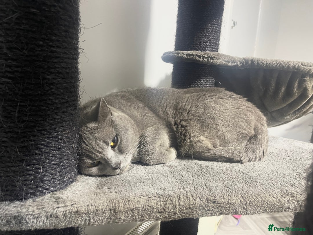 British Shorthair cats for sale: 2 BSH girls for sale together or separate - Image 3