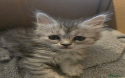 Maine Coon cats for sale: 4 Beautiful GCCF Registered Maine Coon Kittens  - Image 6