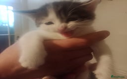 Bengal cats for sale: 2 boy and 2 girls  - Image 23