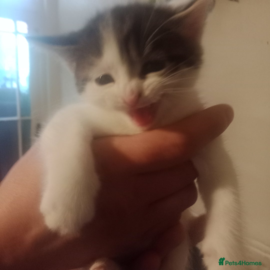 Bengal cats for sale: 2 boy and 2 girls  - Image 23