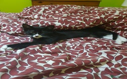 Mixed Breed cats for sale: Kittens  - Image 3