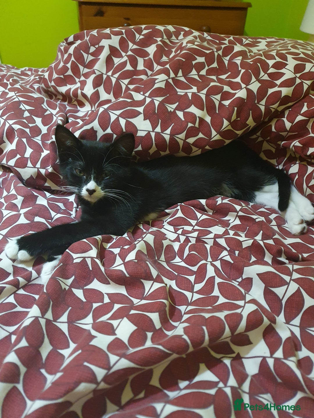 Mixed Breed cats for sale: Kittens  - Image 3