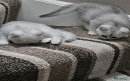 British Shorthair cats for sale: 4 British Short-hair kittens ready for new home💓 - Image 10