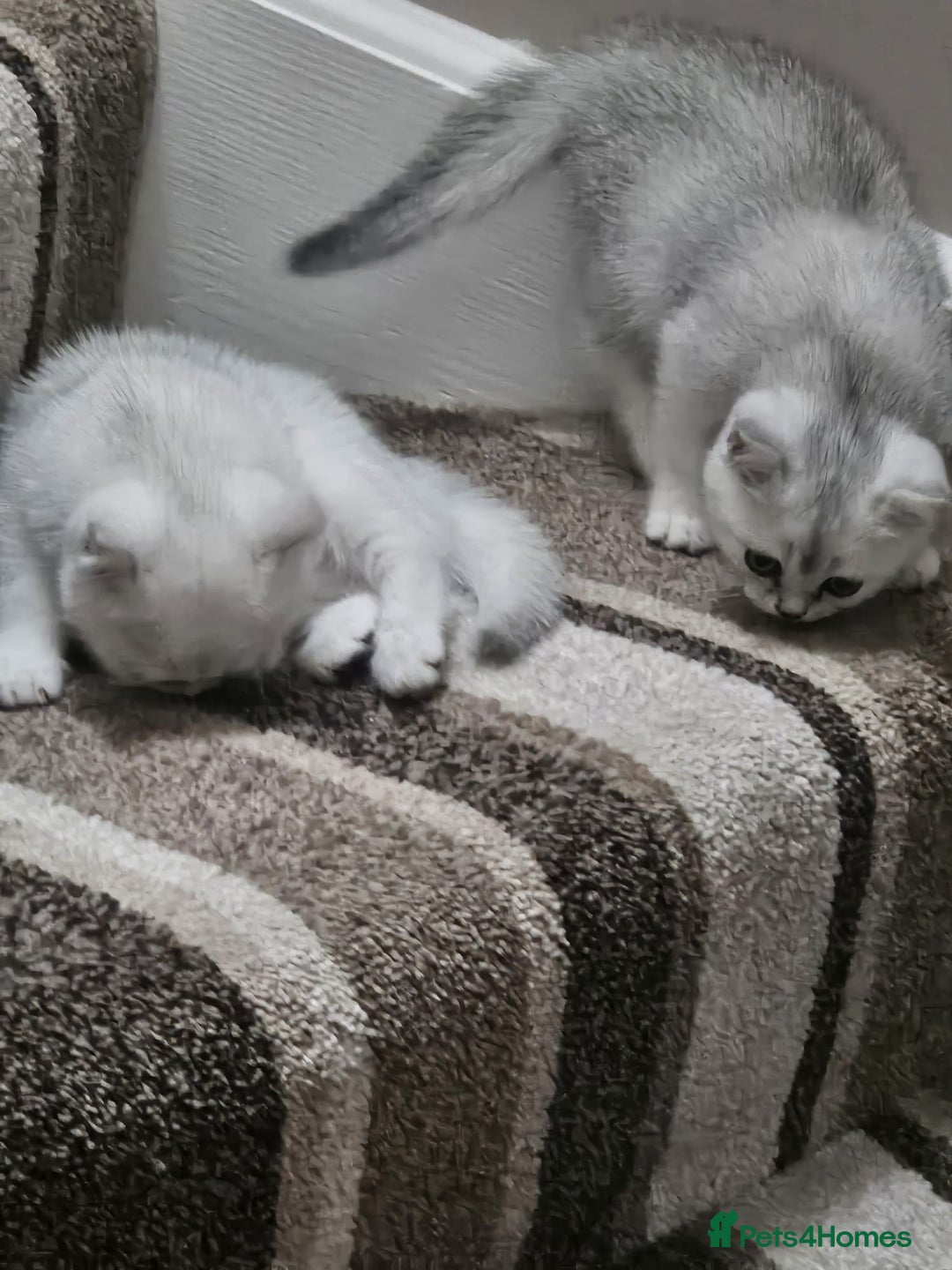British Shorthair cats for sale: 4 British Short-hair kittens ready for new home💓 - Image 10