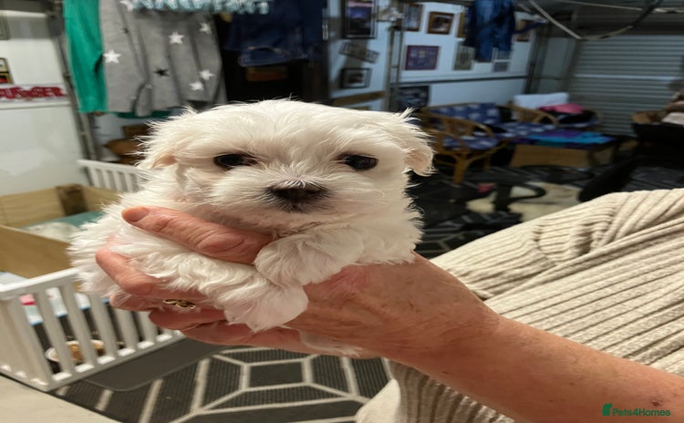 Maltese dogs - Advert 1