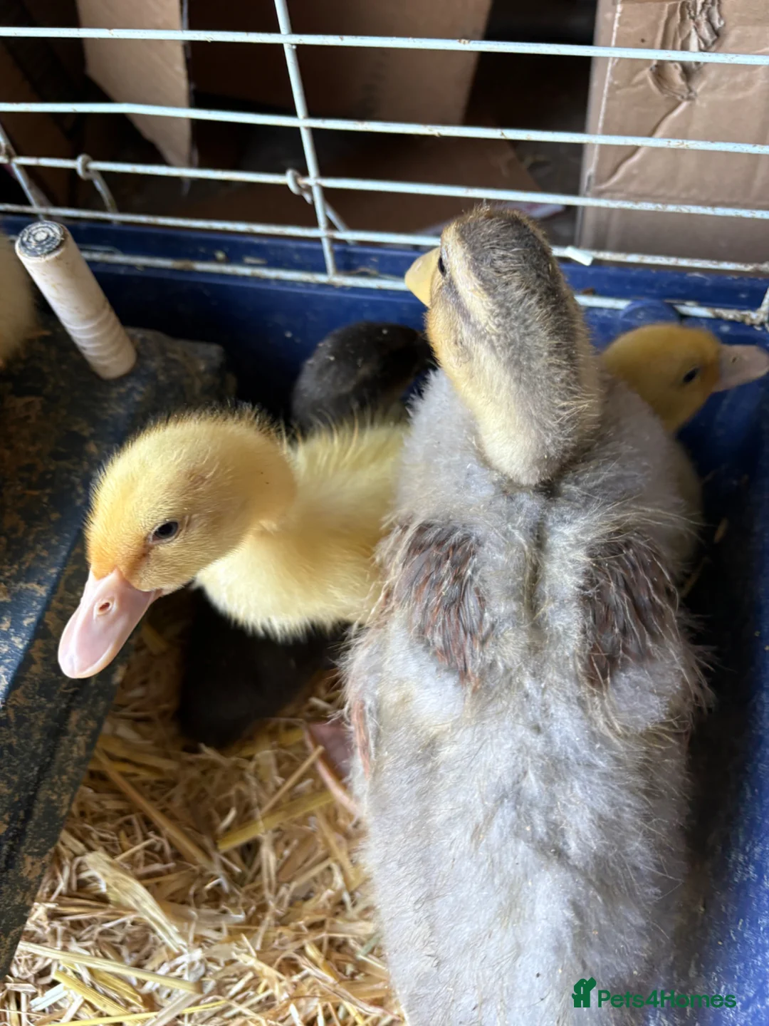 Ducks poultry for sale: Ducklings - Advert 1