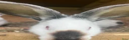 Continental Giant rabbits for sale: Rabbits for sale  - Advert 5