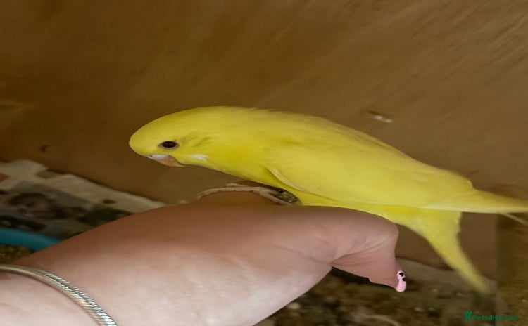 Budgerigars birds - Advert 5