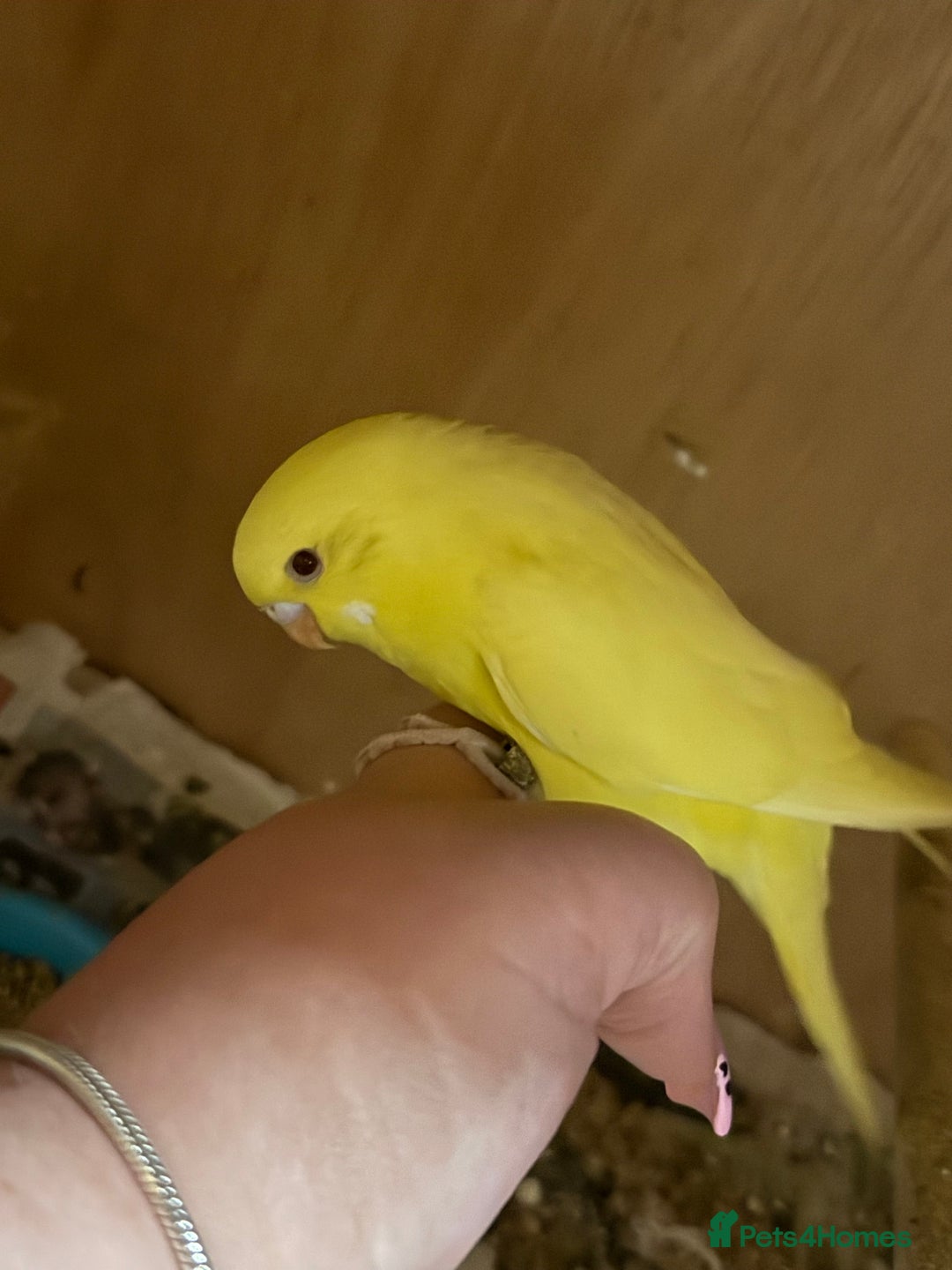 Budgerigars birds for sale: Baby budgies - Image 1