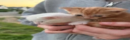 Mixed Breed cats for sale: Ginger cat in London - Advert 4